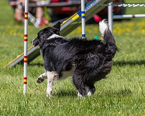 20170520-NEAT-1546.jpg