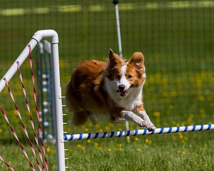 20170521-NEAT-0371.jpg
