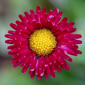 Flower, Amesbury, Massachusetts