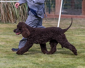 26 - H BLACKTHORN'S LASS THAT LOVES A SAILOR IN WICKLOW CD BN RM CGC