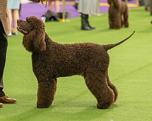 08 - GCH CH Quiet Storm My Boy's Wicked Smart CGCA TKA (Bayes)