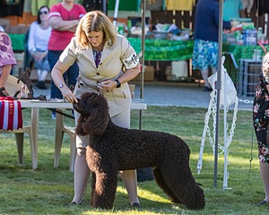 17 - GCH CH FLINTCREST FIVE STAR GENERAL (Grant)