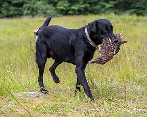 Kayne Mines