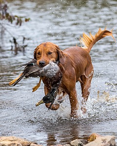Huckleberry