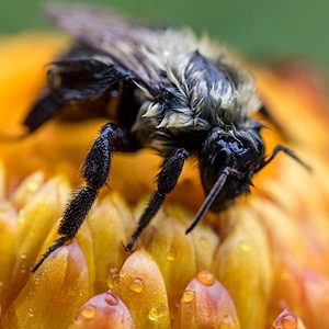 Bee, Massachusetts