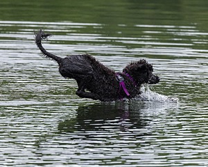 Boaty Bellicose