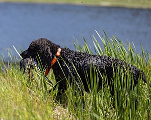 Ghillie Kezer