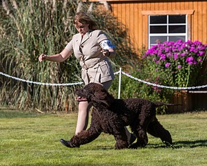 17 - GCH CH FLINTCREST FIVE STAR GENERAL (Grant)