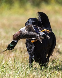 Dolly Partridge