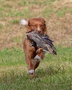 Ganser Baillargeon