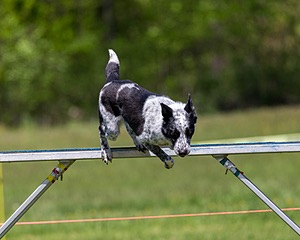 20170520-NEAT-1436.jpg