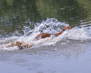 Chase