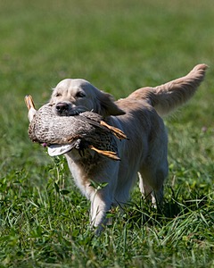 Chase