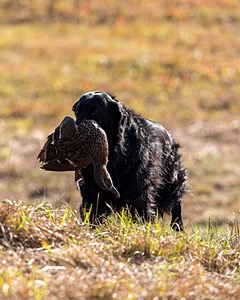 Gunner McCluer