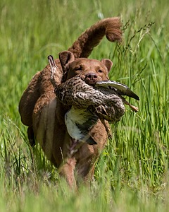 Tule Reed