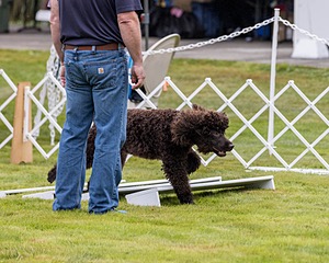 1301 - CH BLACKTHORN'S LASS THAT LOVES A SAILOR IN WICKLOW CD BN RM CGC