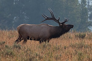 Yellowstone National Park