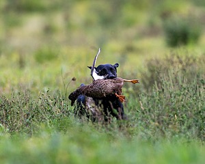 20160924-SHL-0014.jpg