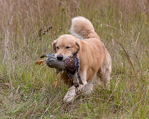 Opie McGee