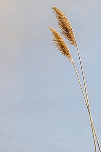 Phragmites, Massachusetts