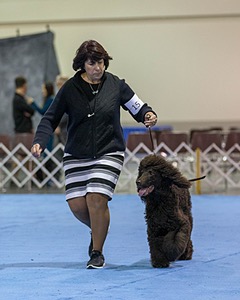 15 - GCH Am/Can CH Chantico's Shelter From the Storm Am/Can CD RN MX AJX OF DS (Reef)