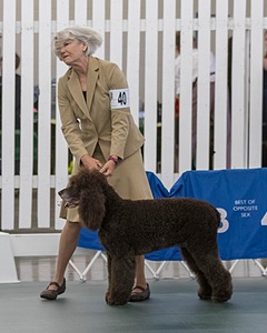 40 - GCH POOLE'S IDE BONNIE BROOK CD RE CGC