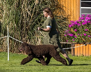 11 - GCH CH BREKKON'S FIRST MARK BN RN CGC TKN (Hunny)