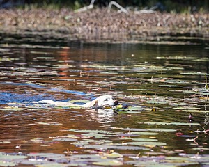 Gypsybog's Lake Wobegone WC CC "Lake"
