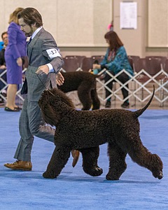 17 - GCH CH Quiet Storm My Boy's Wicked Smart  CGCA TKA (Bayes)