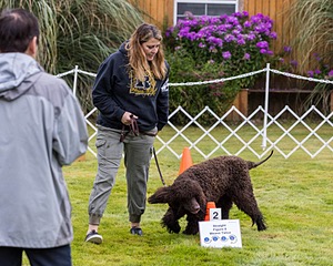 2204 - GCH CH BREKKON'S FIRST MARK CGC