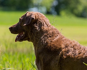 20170604-SEAL-1105.jpg