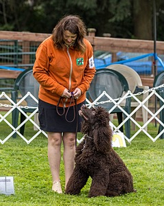 2304 - GCH CH BREKKON'S FIRST MARK BN RN CGC TKN (Hunny)