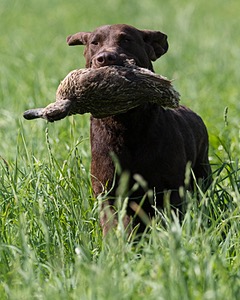 Kuma Zajchowski