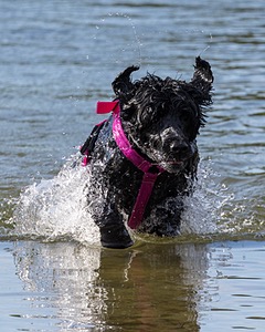 Rory Cox