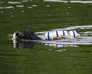 Boaty Bellicose