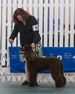54 - GCH BREKKON BEGINS WITH BEAUFIELD