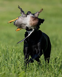 Maggie McNamara