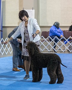 15 - GCH Am/Can CH Chantico's Shelter From the Storm Am/Can CD RN MX AJX OF DS (Reef)