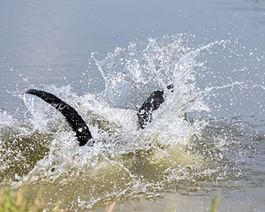 Sable Botelho