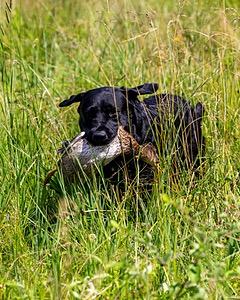 Scout
