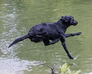 Ziva Jefferson