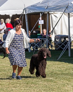 17 - GCH CHANTICO'S SHELTER FROM THE STORM RN XF MX CD RA AXJ (Reef)