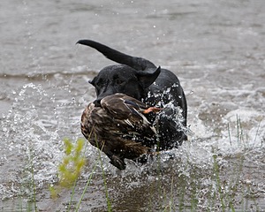 20080531-HRW-1130.jpg