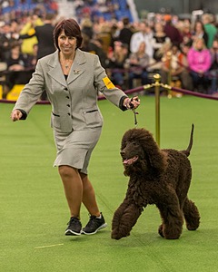 10 - GCH CH Chantico's Shelter From The Storm RN OF AX OAJ CD (Reef)