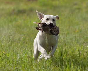 Baby's Kansas Brush Buster