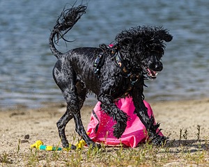 Epic Robin