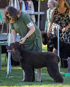 11 - GCH CH BREKKON'S FIRST MARK BN RN CGC TKN (Hunny)