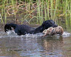 Ripple