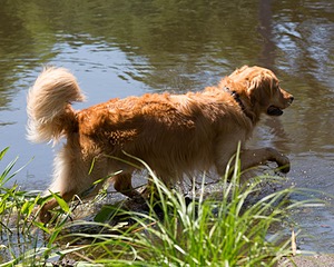 Chester