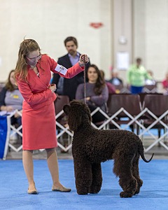10 - Poole's Ide Touch Of Mink (Darla)